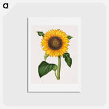 アートポストカード-Helianthus annuus
 - マリア ジビーラ メーリアン Postcard.