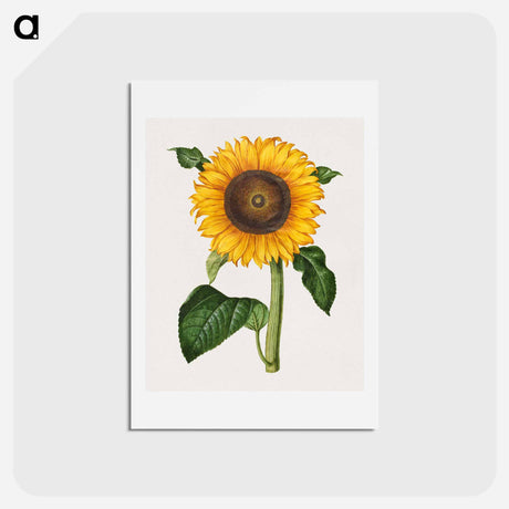 アートポストカード-Helianthus annuus
 - マリア ジビーラ メーリアン Postcard.