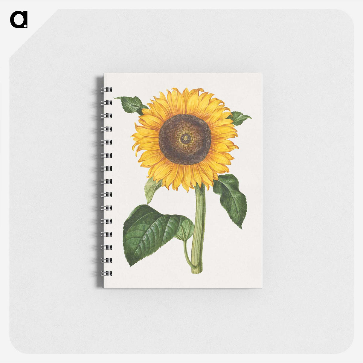1-4_Maria-Sibylla-Merian_memo