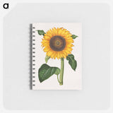 アートメモ帳-Helianthus annuus
 - マリア ジビーラ メーリアン Memo.