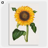1-4_Maria-Sibylla-Merian_picture-crop