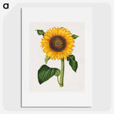 1-4_Maria-Sibylla-Merian_picture