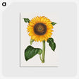 1-4_Maria-Sibylla-Merian_postcard