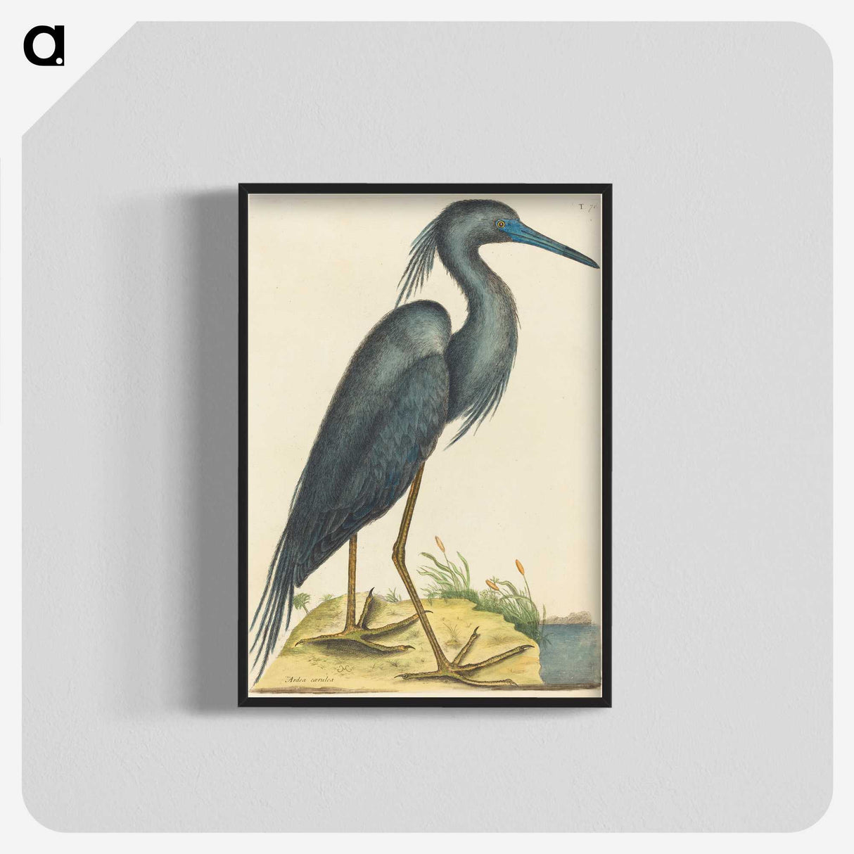 1-4_Mark-Catesby_blk-crop