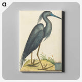 1-4_Mark-Catesby_canvas