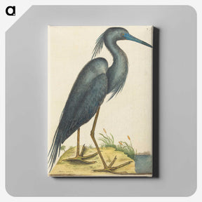 1-4_Mark-Catesby_canvas