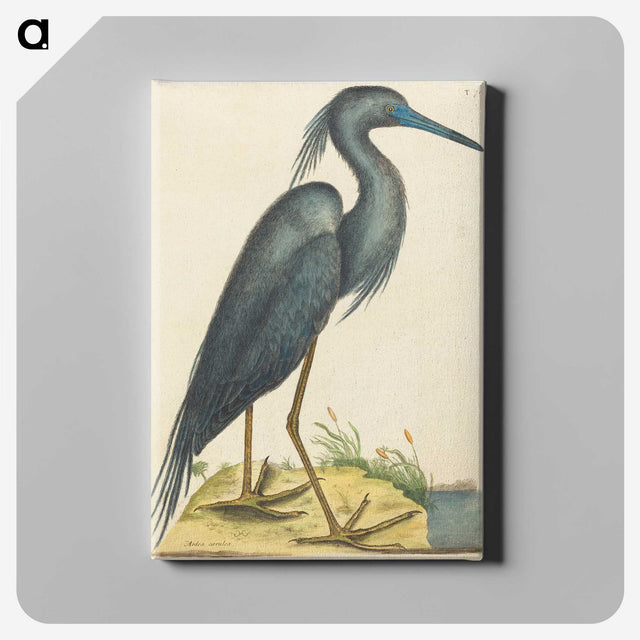 1-4_Mark-Catesby_canvas