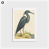 アートポストカード-The Blue Heron
 - マーク ケイツビー Postcard.
