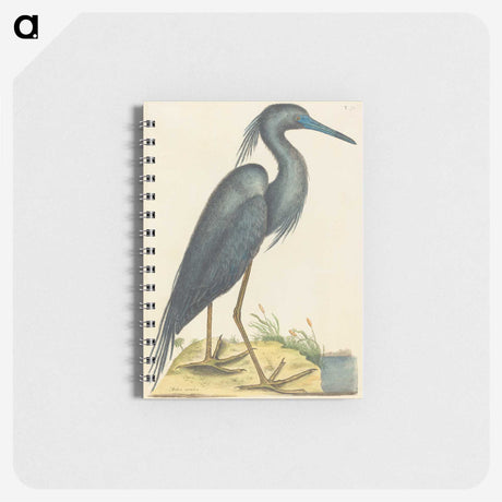 1-4_Mark-Catesby_memo