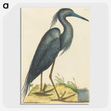 1-4_Mark-Catesby_picture-crop