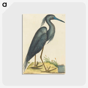 1-4_Mark-Catesby_postcard