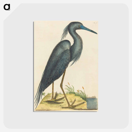 アートポストカード-The Blue Heron
 - マーク ケイツビー Postcard.