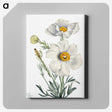 1-4_Mary-Vaux-Walcott_canvas