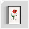 アートポスター-Papaver rhoeas Illustration
 - 薬用植物学 Poster.