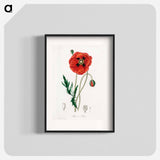 アートポスター-Papaver rhoeas Illustration
 - 薬用植物学 Poster.