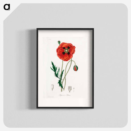 アートポスター-Papaver rhoeas Illustration
 - 薬用植物学 Poster.