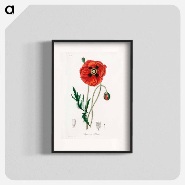 アートポスター-Papaver rhoeas Illustration
 - 薬用植物学 Poster.