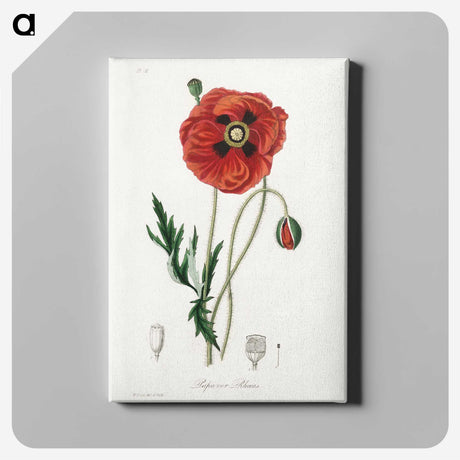 1-4_Medical-Botany_canvas