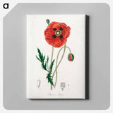 アートパネル-Papaver rhoeas Illustration
 - 薬用植物学 Canvas.