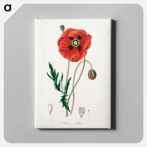 アートパネル-Papaver rhoeas Illustration
 - 薬用植物学 Canvas.