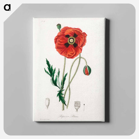アートパネル-Papaver rhoeas Illustration
 - 薬用植物学 Canvas.