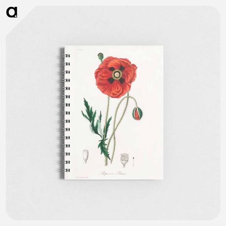 アートメモ帳-Papaver rhoeas Illustration
 - 薬用植物学 Memo.