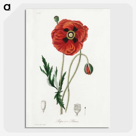 1-4_Medical-Botany_picture-crop
