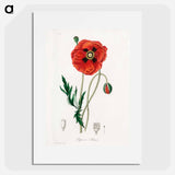 アートポスター-Papaver rhoeas Illustration
 - 薬用植物学 Poster.