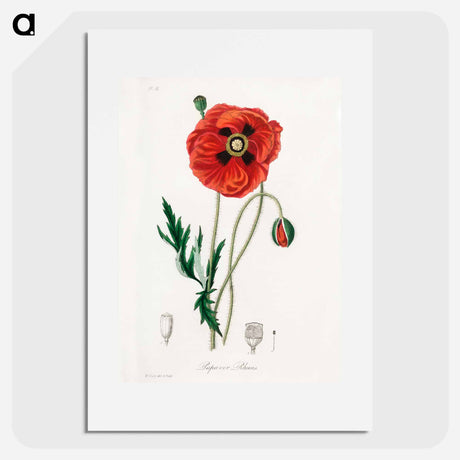 アートポスター-Papaver rhoeas Illustration
 - 薬用植物学 Poster.