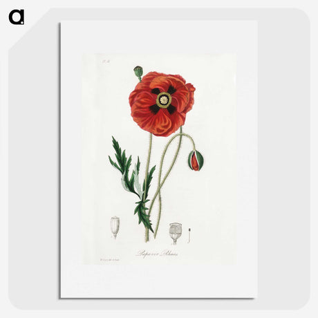 1-4_Medical-Botany_picture