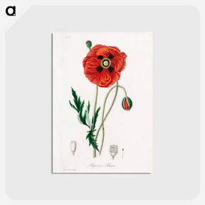 アートポストカード-Papaver rhoeas Illustration
 - 薬用植物学 Postcard.