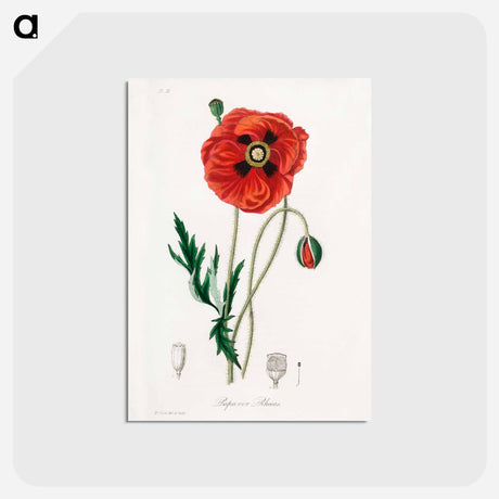 アートポストカード-Papaver rhoeas Illustration
 - 薬用植物学 Postcard.