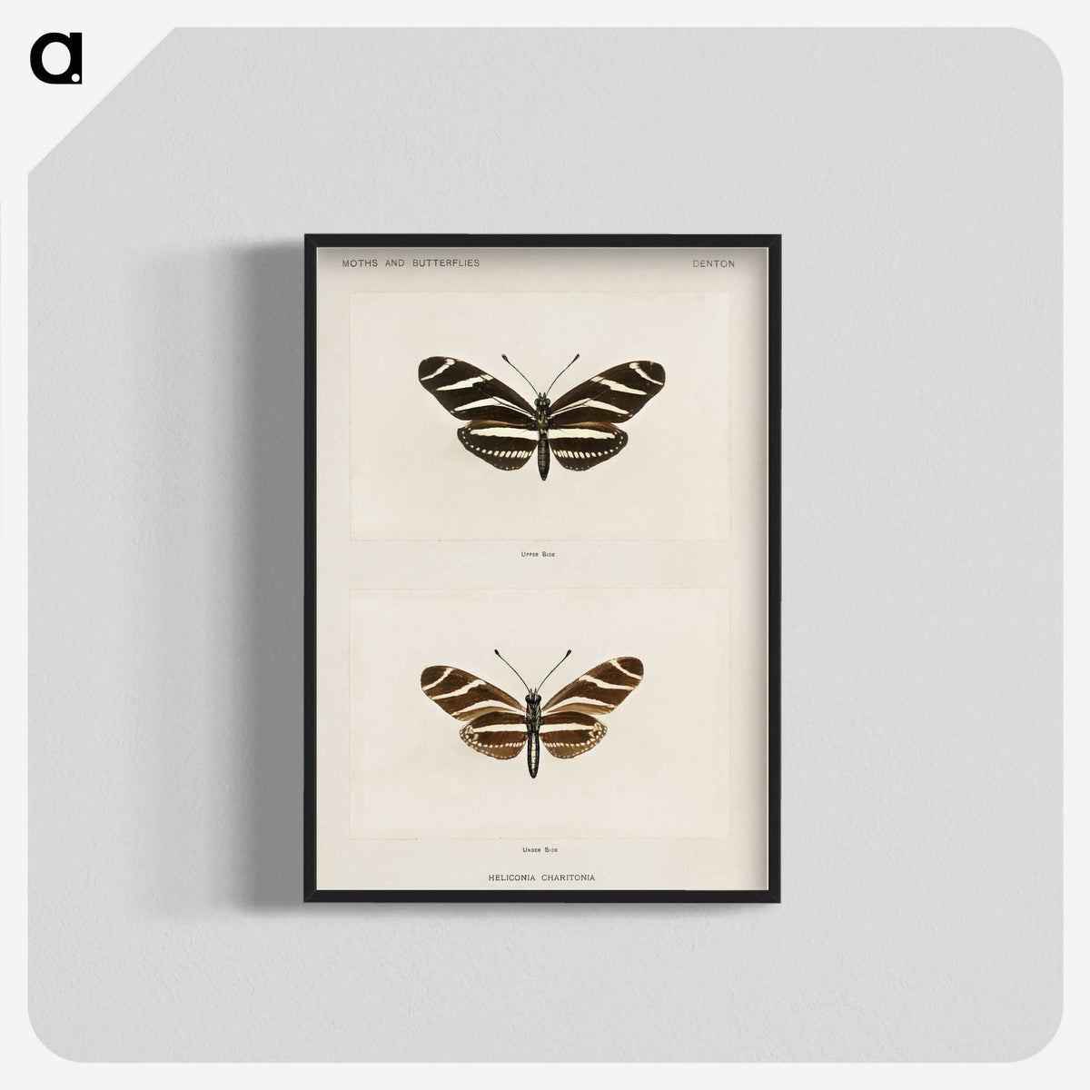 1-4_Moths-and-Butterflies-of-the-United-States_blk-crop