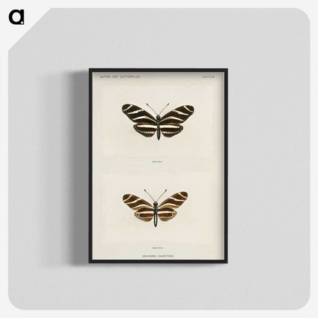 1-4_Moths-and-Butterflies-of-the-United-States_blk-crop