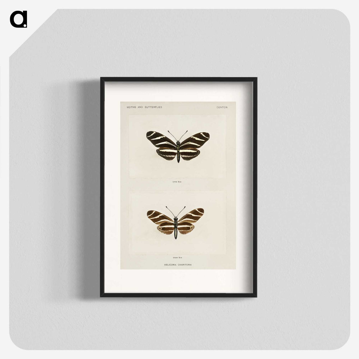 1-4_Moths-and-Butterflies-of-the-United-States_blk