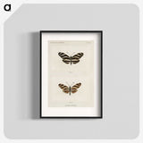 1-4_Moths-and-Butterflies-of-the-United-States_blk