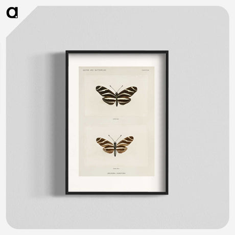 1-4_Moths-and-Butterflies-of-the-United-States_blk