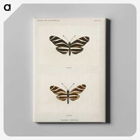 1-4_Moths-and-Butterflies-of-the-United-States_canvas