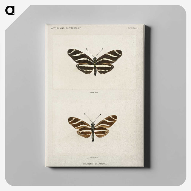 1-4_Moths-and-Butterflies-of-the-United-States_canvas