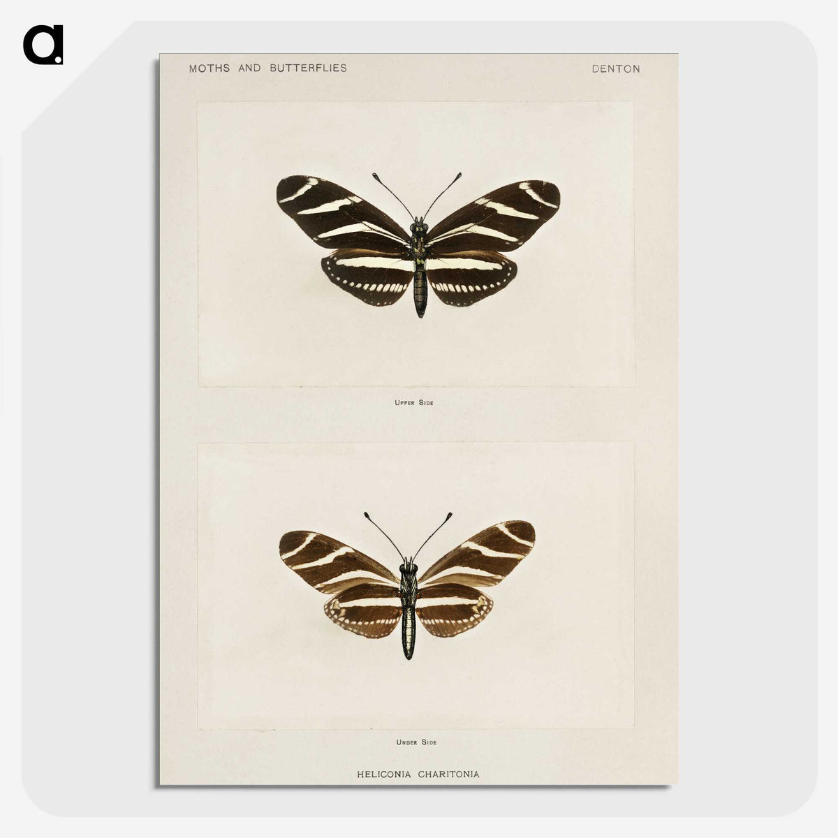 1-4_Moths-and-Butterflies-of-the-United-States_picture-crop