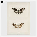 1-4_Moths-and-Butterflies-of-the-United-States_picture-crop