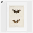1-4_Moths-and-Butterflies-of-the-United-States_picture