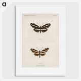 1-4_Moths-and-Butterflies-of-the-United-States_picture