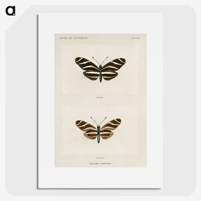 1-4_Moths-and-Butterflies-of-the-United-States_picture