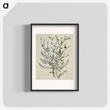 1-4_Native-Flowering-Plants-of-New-Zealand_blk