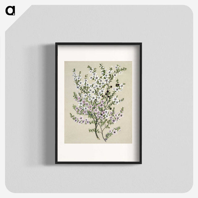 1-4_Native-Flowering-Plants-of-New-Zealand_blk