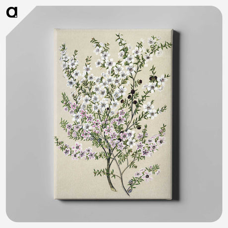 1-4_Native-Flowering-Plants-of-New-Zealand_canvas