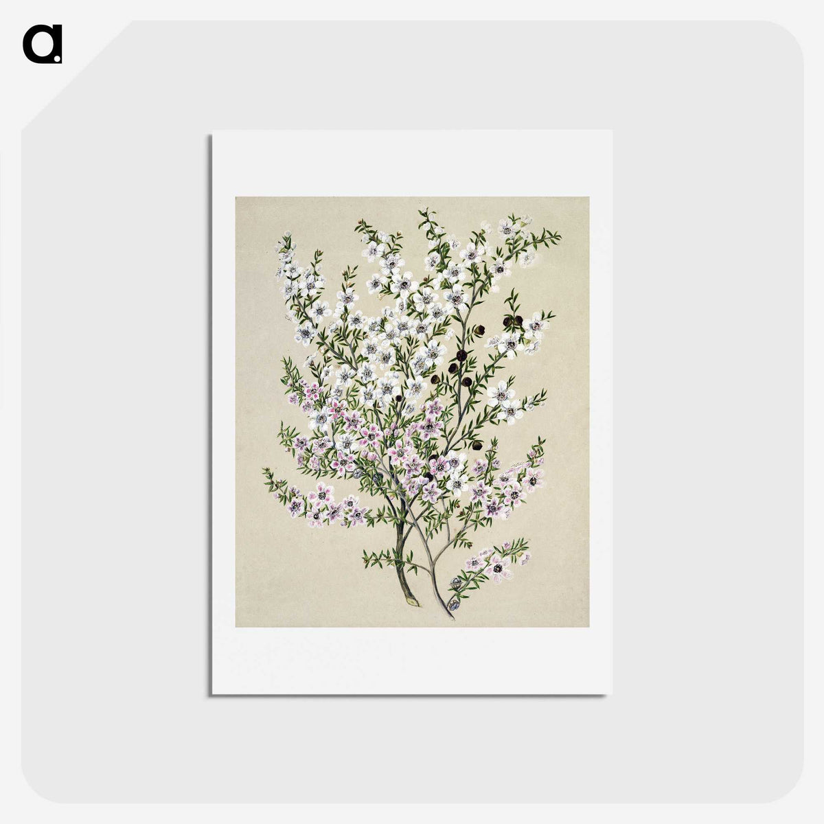 1-4_Native-Flowering-Plants-of-New-Zealand_hagaki