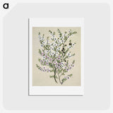 1-4_Native-Flowering-Plants-of-New-Zealand_hagaki