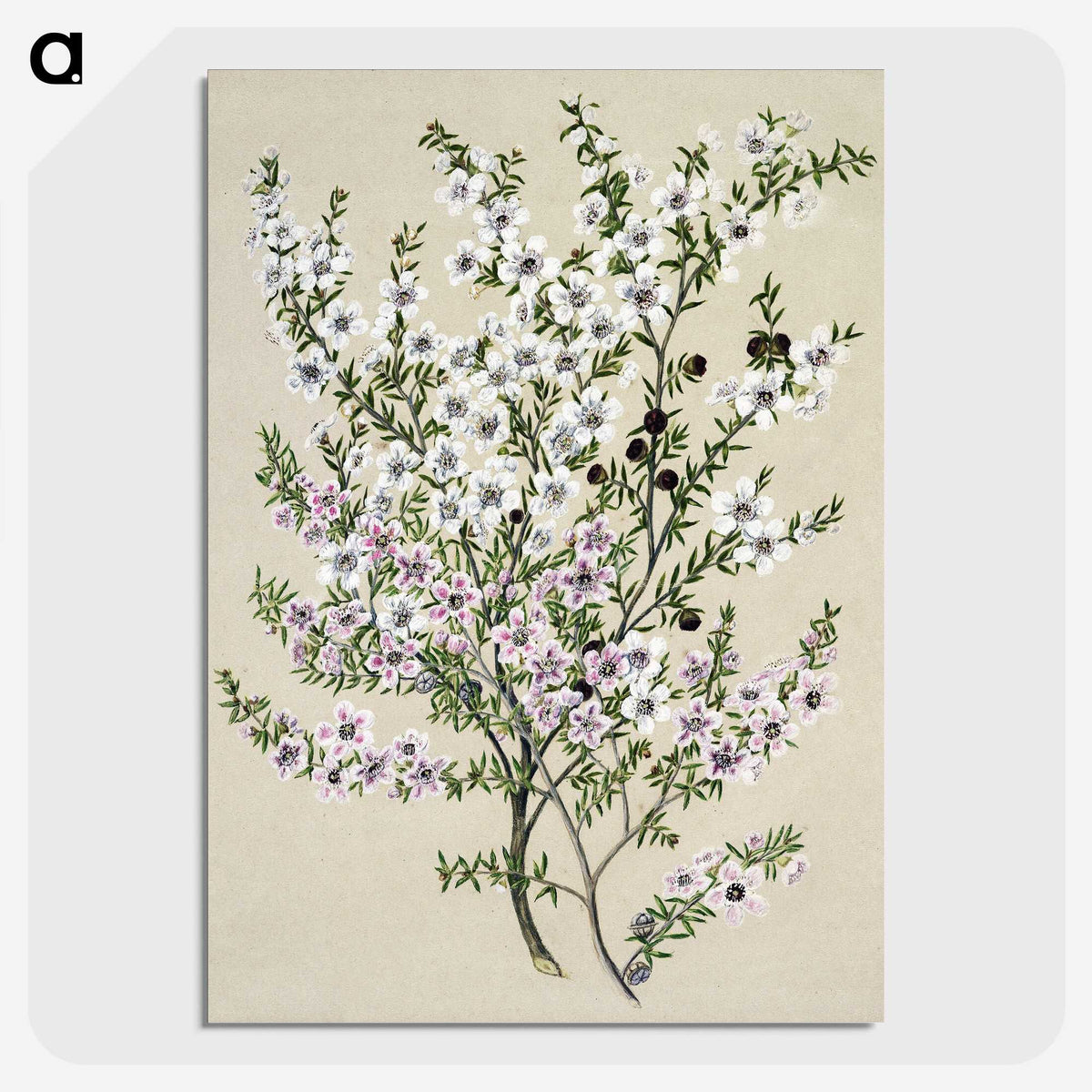 1-4_Native-Flowering-Plants-of-New-Zealand_picture-crop